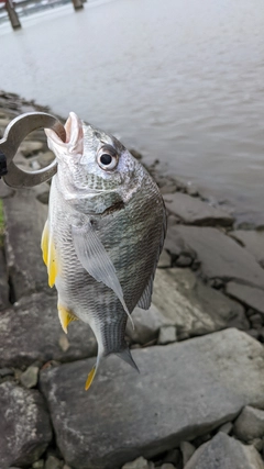 キビレの釣果