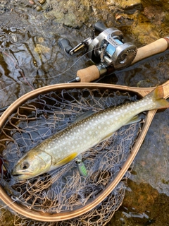 アメマスの釣果