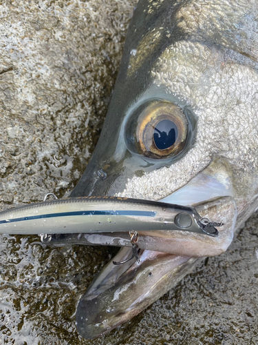 ヒラスズキの釣果