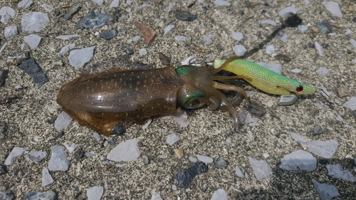 アオリイカの釣果