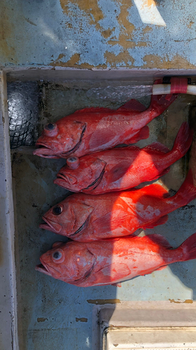 ベニアコウの釣果