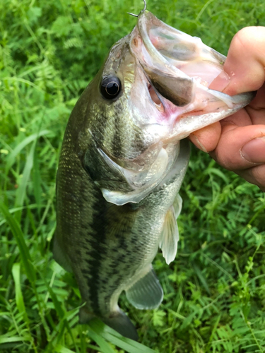 ラージマウスバスの釣果