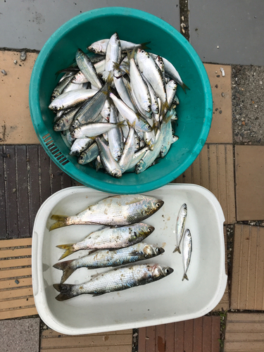 サッパの釣果