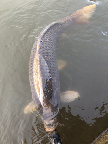 コイの釣果