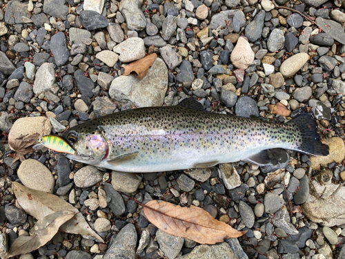 ニジマスの釣果