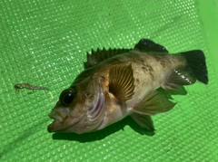 メバルの釣果