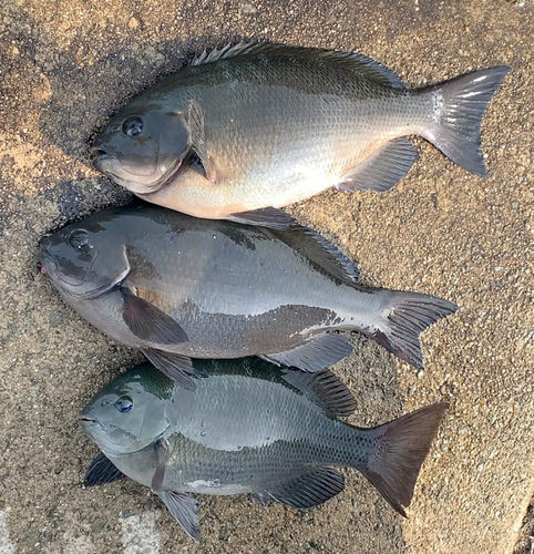 クチブトグレの釣果