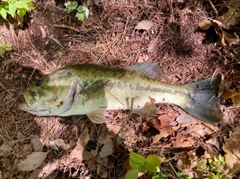 ラージマウスバスの釣果