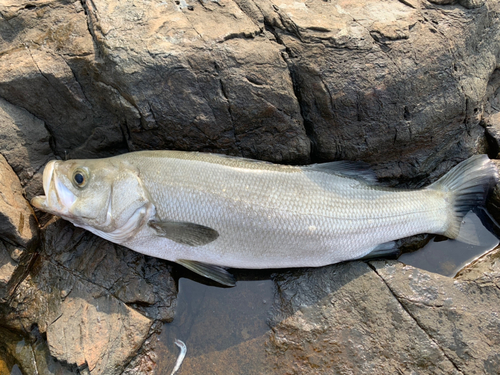 ヒラスズキの釣果