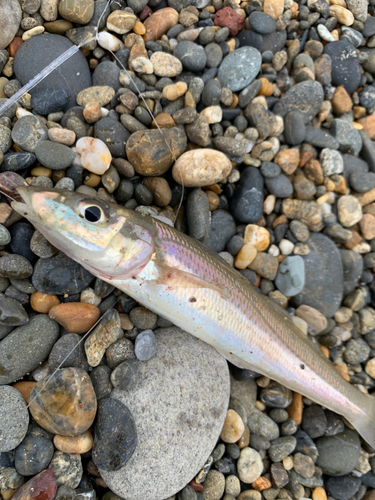 キスの釣果