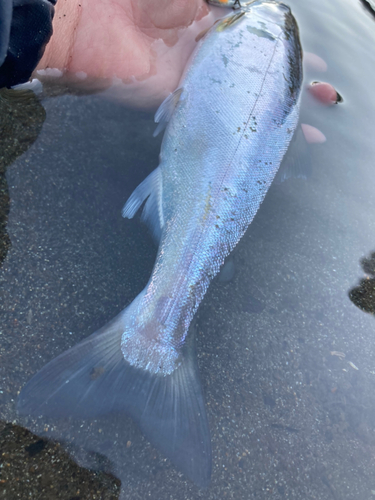 ヤマメの釣果