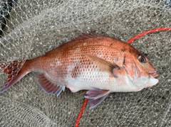 マダイの釣果