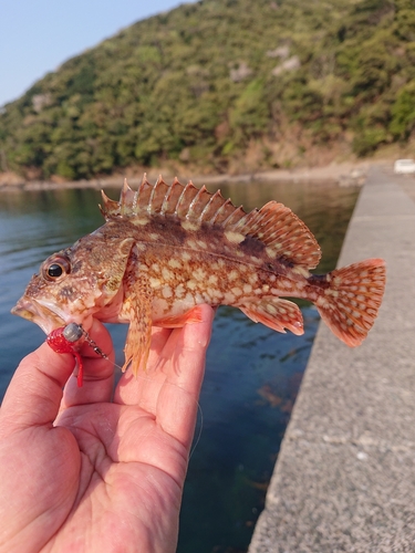 カサゴの釣果