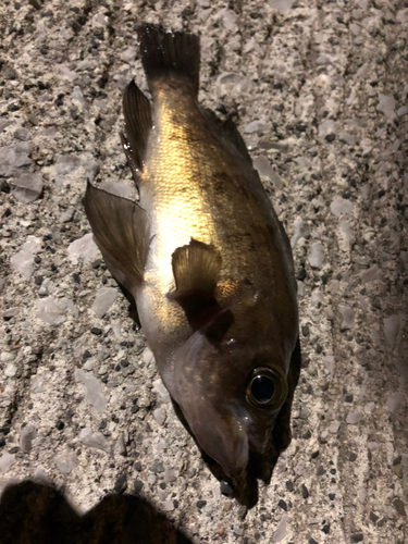 メバルの釣果