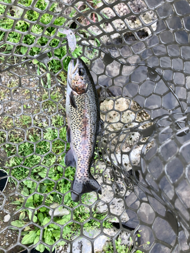 ニジマスの釣果