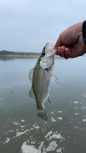 セイゴ（ヒラスズキ）の釣果