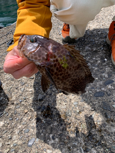 オオモンハタの釣果