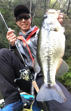 ブラックバスの釣果