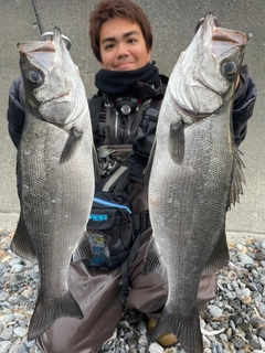 ヒラスズキの釣果