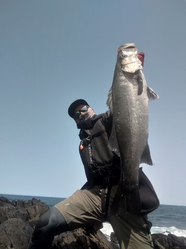 ヒラスズキの釣果