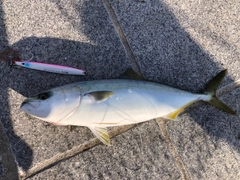 ハマチの釣果