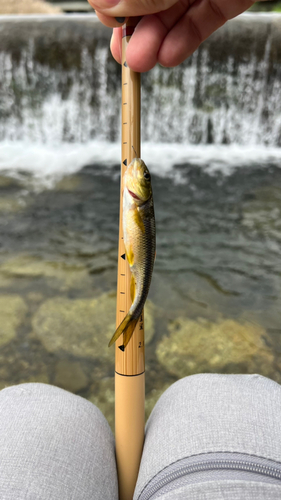 カワムツの釣果