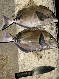 サンノジの釣果