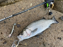 ヒラスズキの釣果