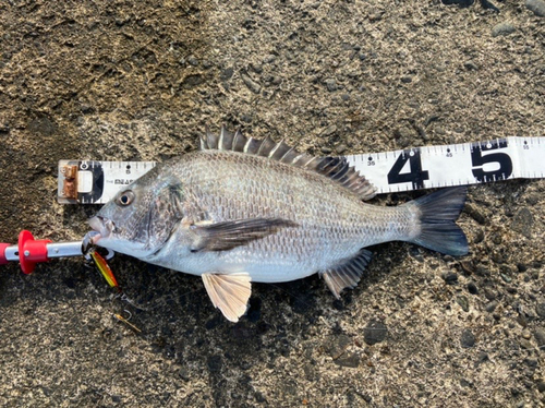 クロダイの釣果