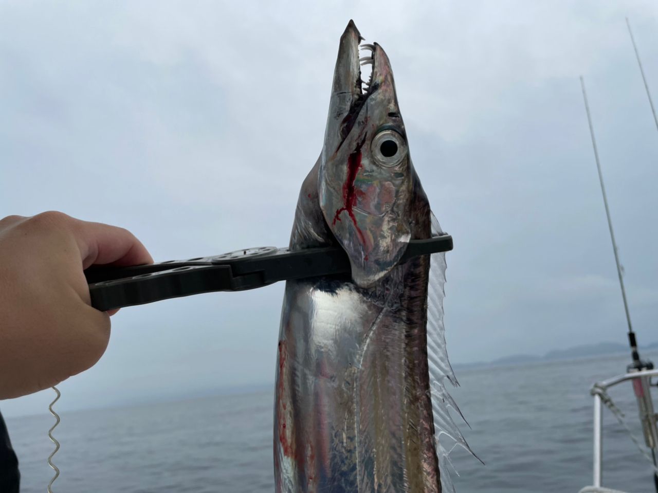 タチウオ
