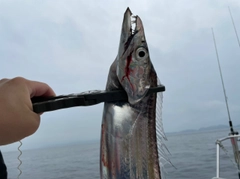 タチウオの釣果