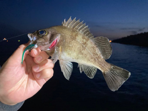 メバルの釣果