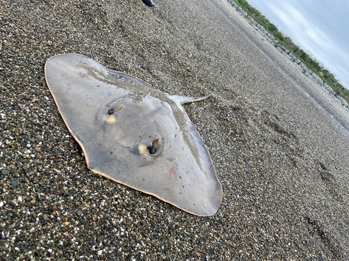 アカエイの釣果