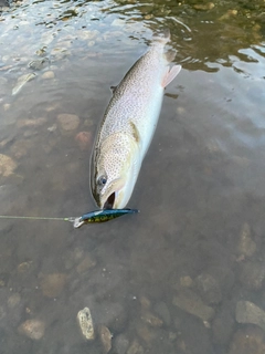 イトウの釣果