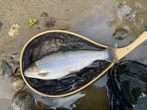 ニジマスの釣果