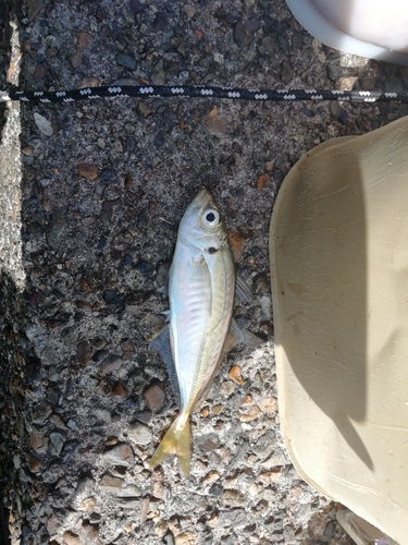 マアジの釣果