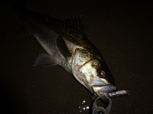 マルスズキの釣果