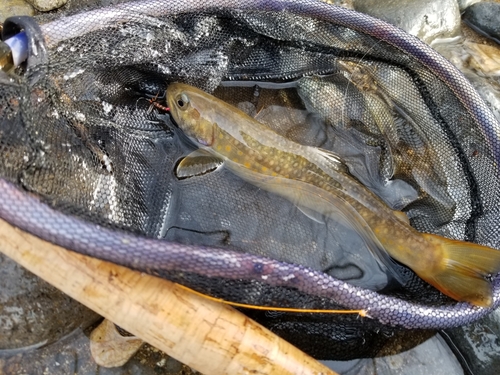 イワナの釣果