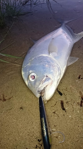 メッキの釣果