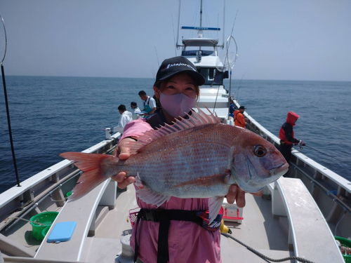 マダイの釣果