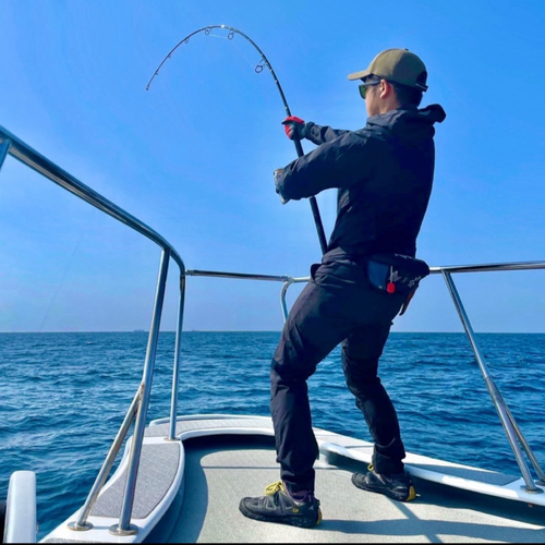 カツオの釣果