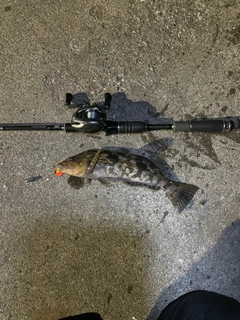 アイナメの釣果