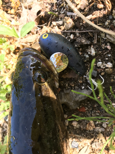 ライギョの釣果