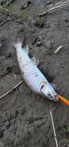 アメマスの釣果