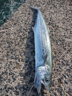 サゴシの釣果