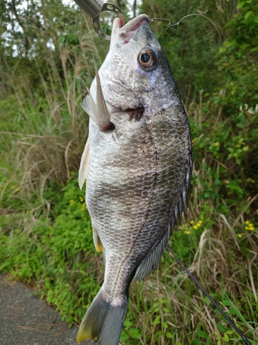 キチヌの釣果