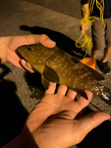 アコウの釣果