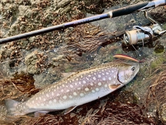 アメマスの釣果