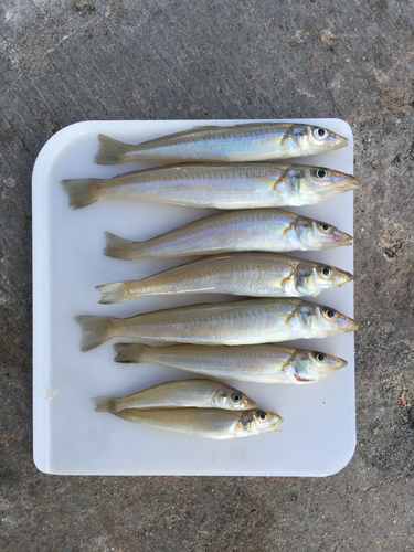 キスの釣果