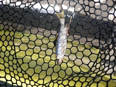 オイカワの釣果